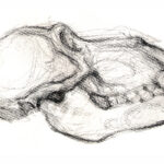 Baboon Skull